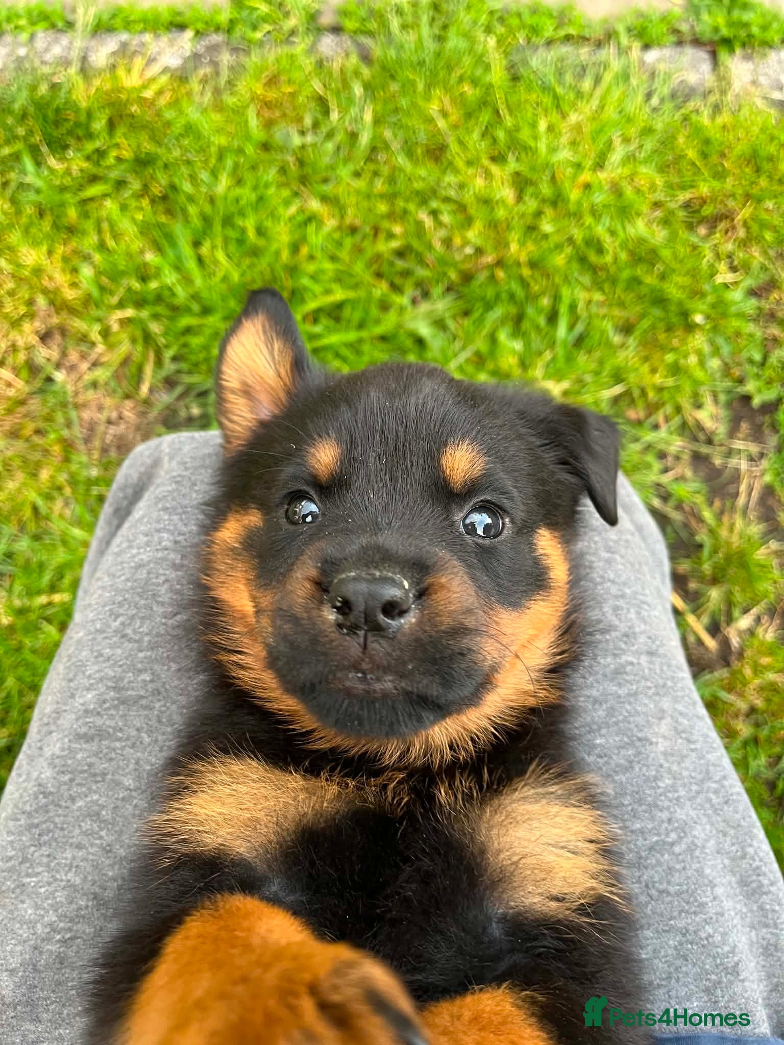 Rottweiler dogs 8 Stunning Rottweiler puppies  - Advert 5