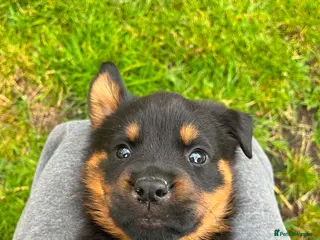 Rottweiler dogs 8 Stunning Rottweiler puppies - Advert 5