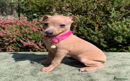 Italian Greyhound dogs for stud: MR MILO AT STUD ( HEALTH TESTED ) in Batley - Image 10