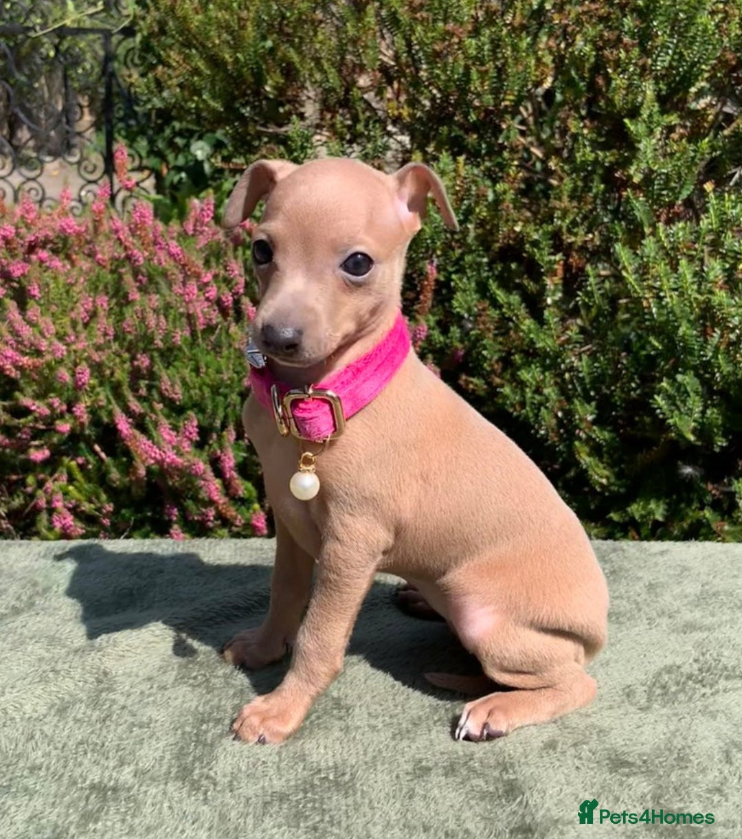 Italian Greyhound dogs for stud: MR MILO AT STUD ( HEALTH TESTED ) in Batley - Image 10