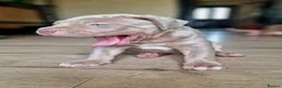 Bandog dogs for sale: Bandog x Bulldog puppies in Watford - Advert 18