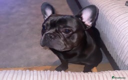 French Bulldog dogs for sale: Beautiful 4 Year Old French Bulldog  - Image 3