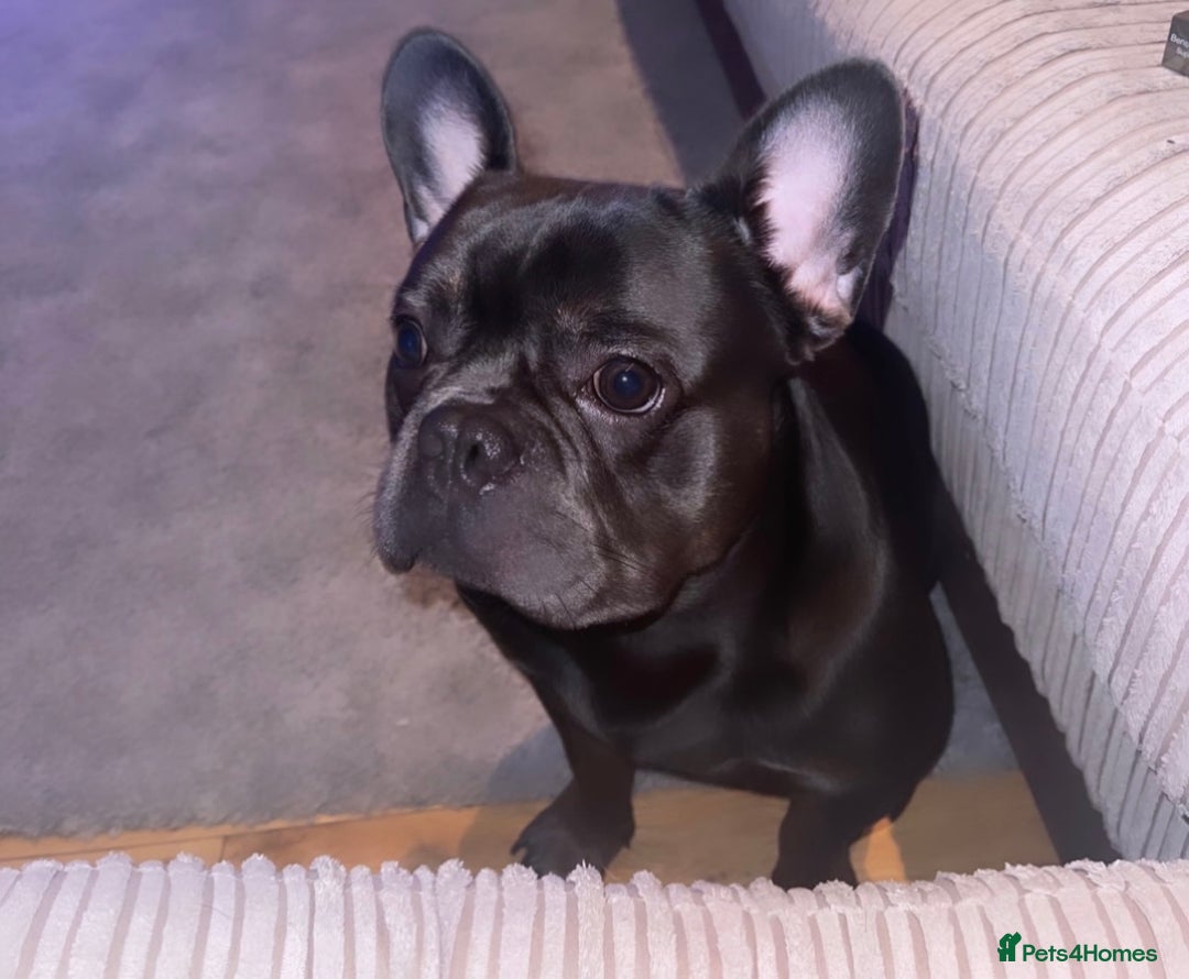 French Bulldog dogs for sale: Beautiful 4 Year Old French Bulldog  - Image 3