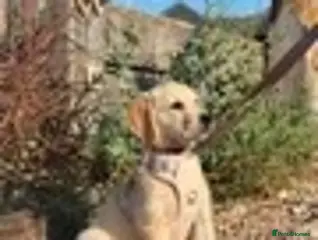 Golden Retriever dogs KC name is Leela seashell - Advert 11