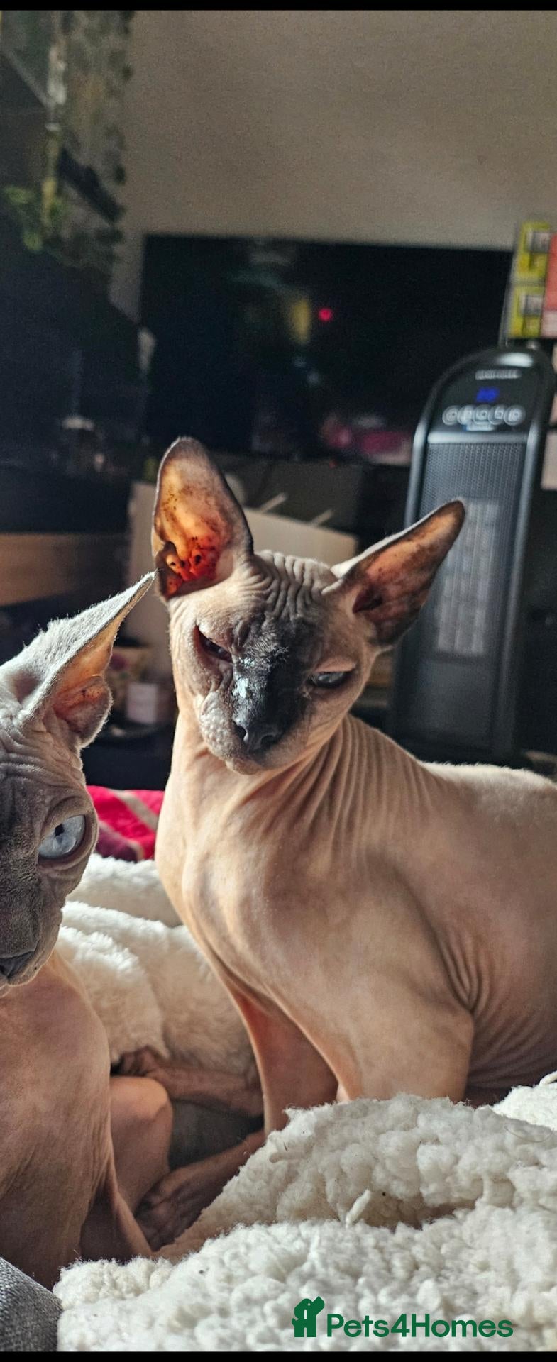 Sphynx cats lovely sphynx boy - Advert 12