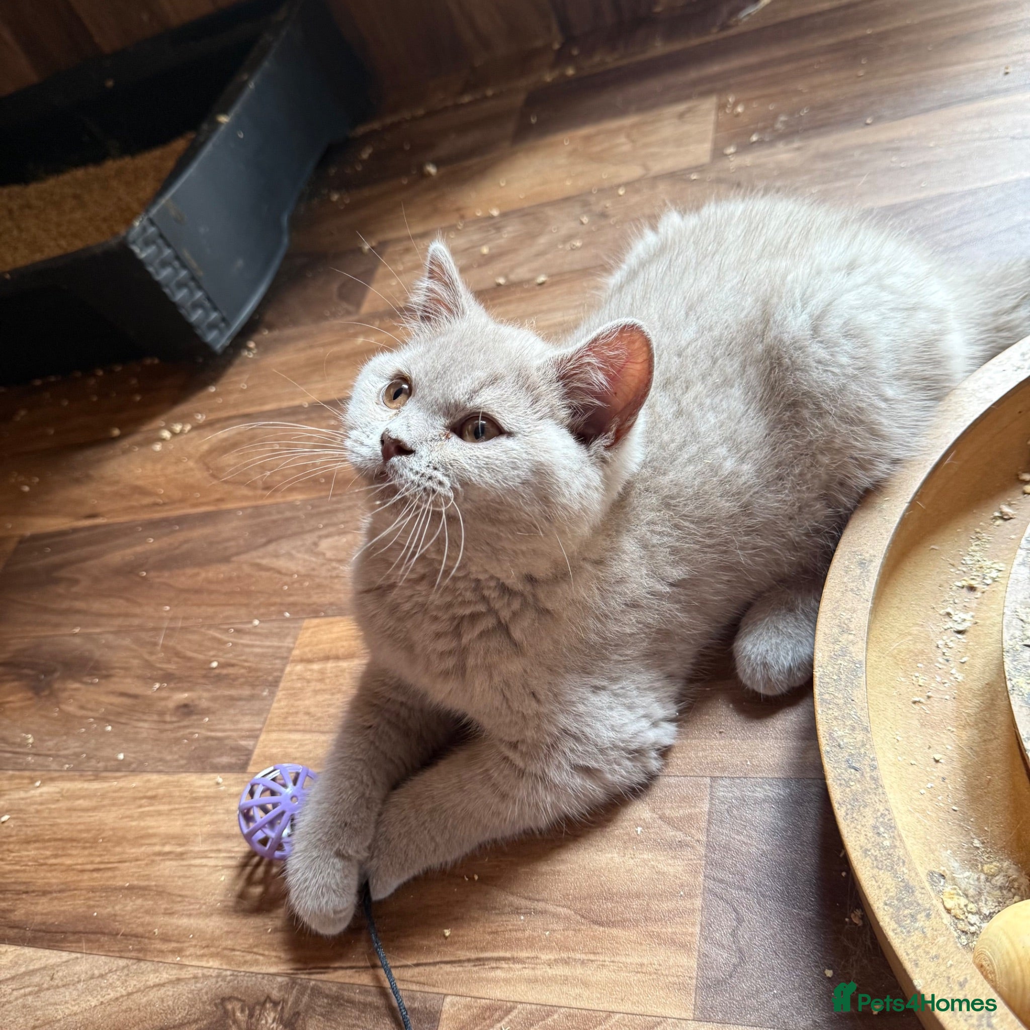 British Shorthair cats GCcf BSH two boys  - Advert 1
