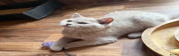 British Shorthair cats for sale: GCcf BSH two boys  - Advert 1