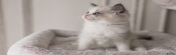 Ragdoll cats for sale: Bicolour and Lynx Ragdoll kittens - Advert 20