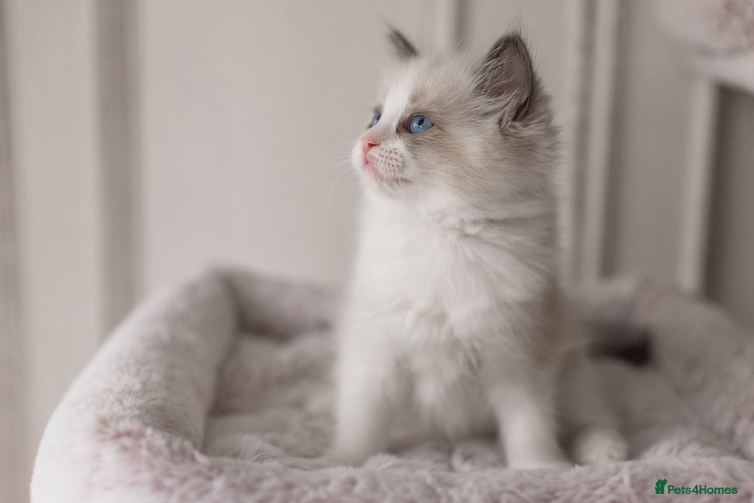 Ragdoll cats for sale: Bicolour and Lynx Ragdoll kittens - Advert 20