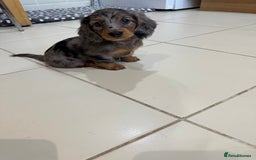 Dachshund dogs for sale: KC reg. Long hair miniature Dachshund puppies  - Image 20