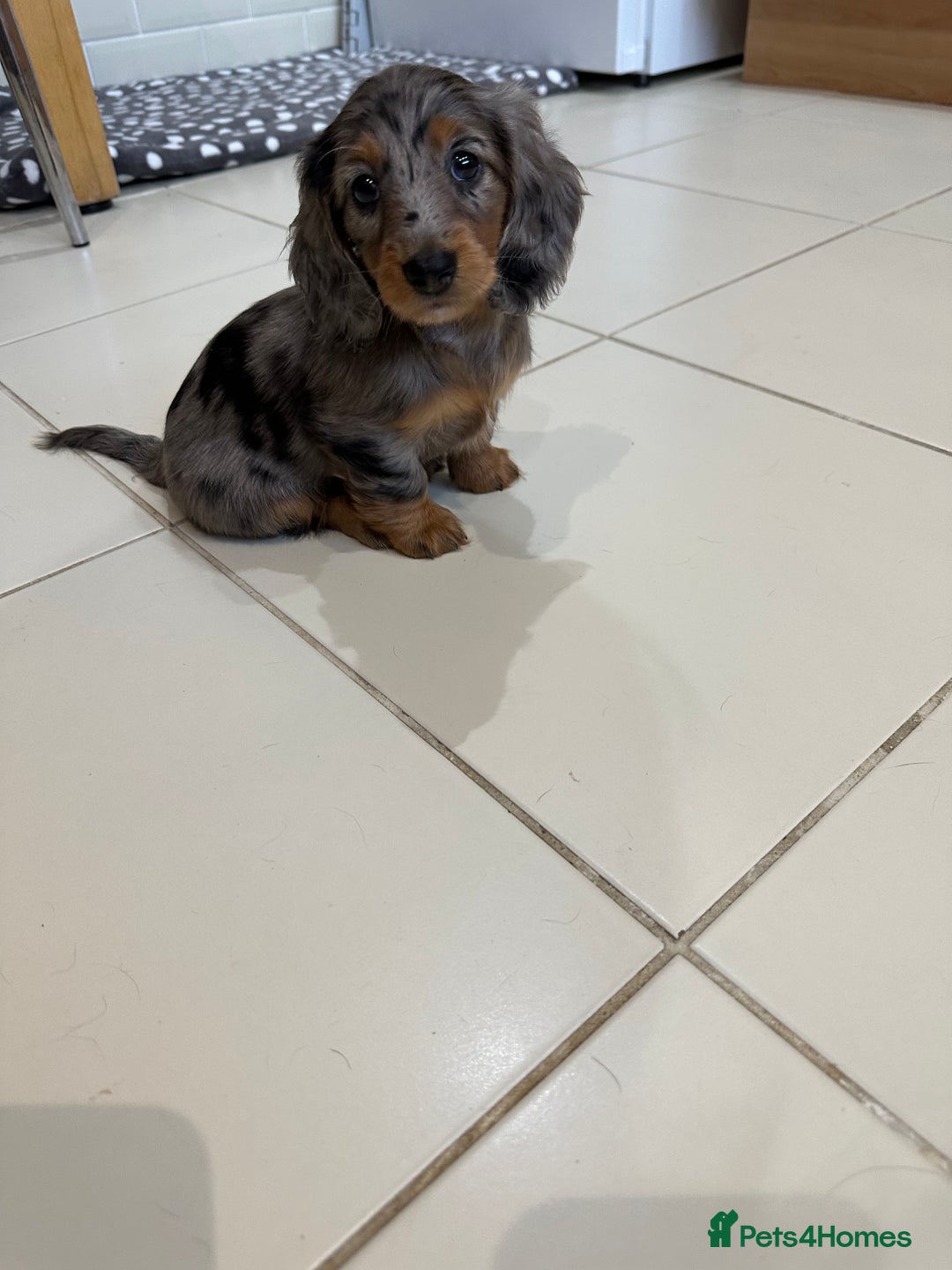 Dachshund dogs for sale: KC reg. Long hair miniature Dachshund puppies  - Image 20