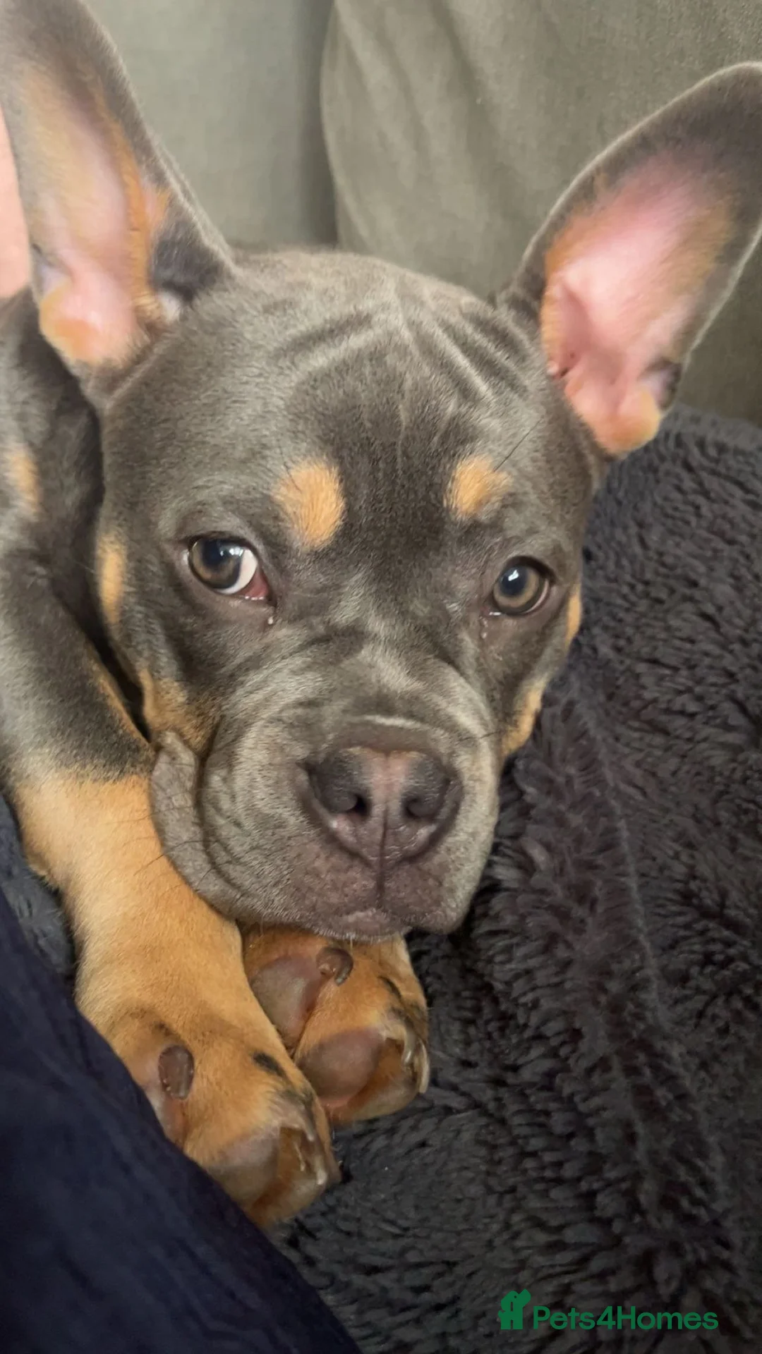 Mixed Breed dogs for sale: Puppy for sale - Advert 2