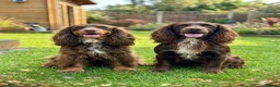 Cocker Spaniel dogs for sale: Liver (Chocolate) Working Cocker Spaniel Puppies  in Stourbridge - Advert 2