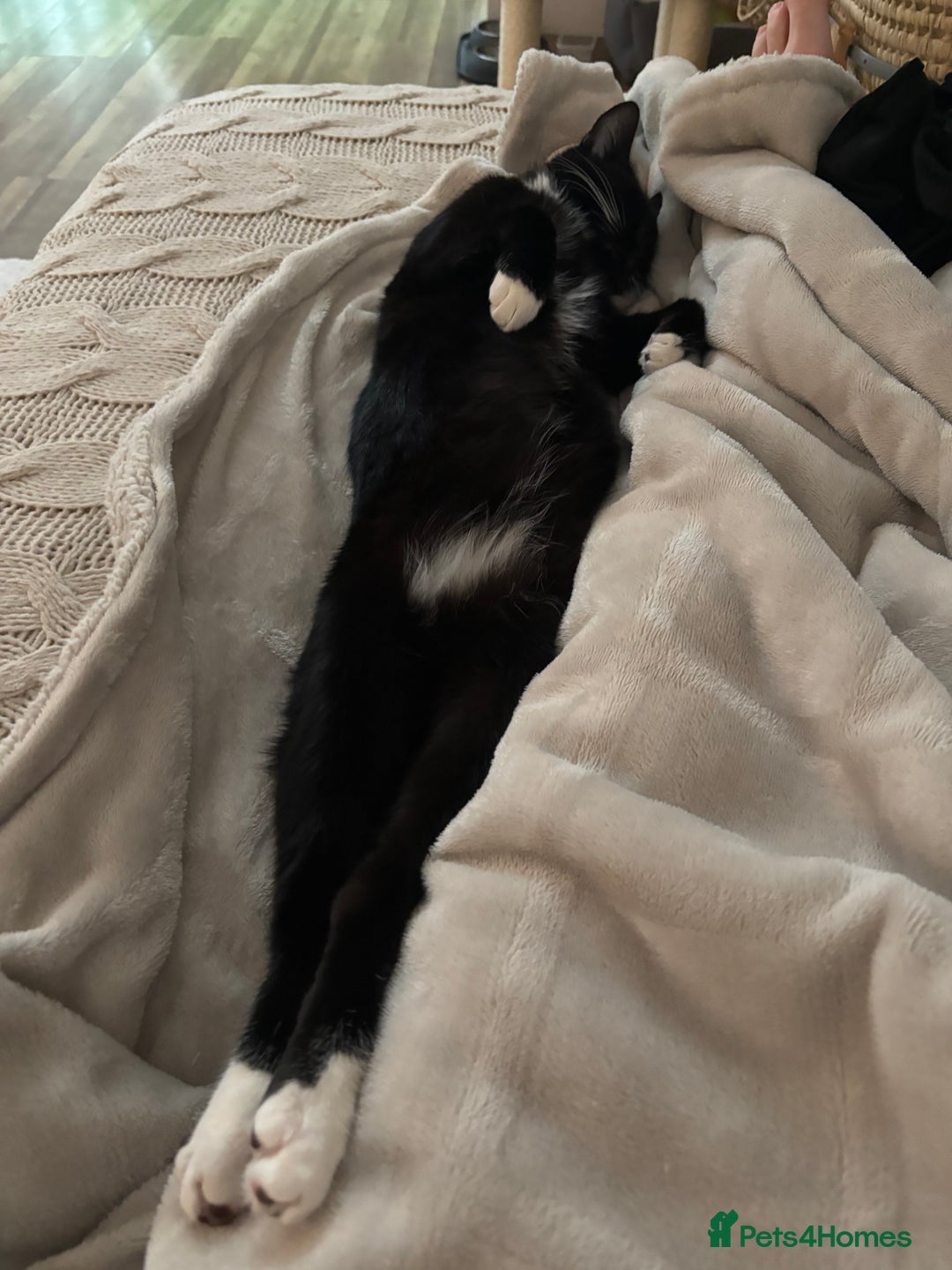 Mixed Breed cats for sale: Willow - Image 7