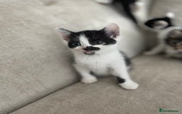 Mixed Breed cats for sale: 5 Beautiful Kittens - Image 1