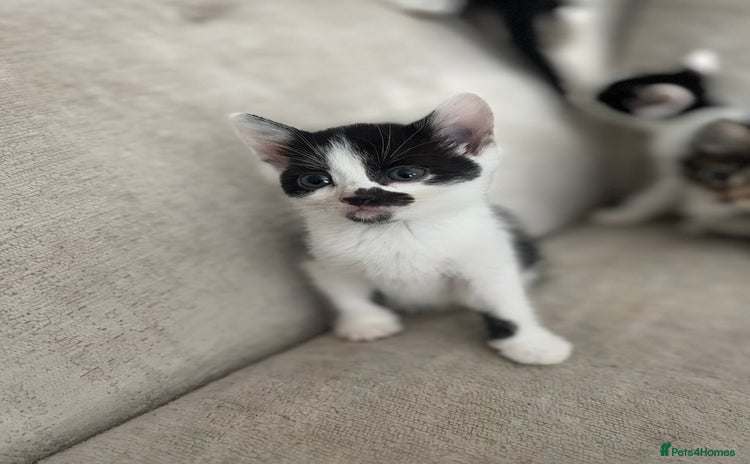 Mixed Breed cats - Advert 10