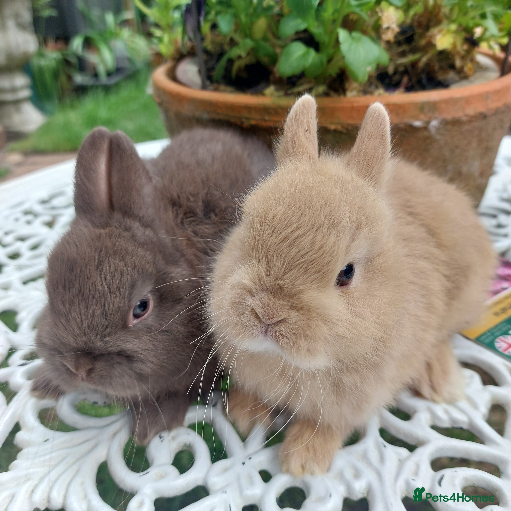 Netherland Dwarf rabbits NEATHERLAND DWARF BABIES  - Advert 2