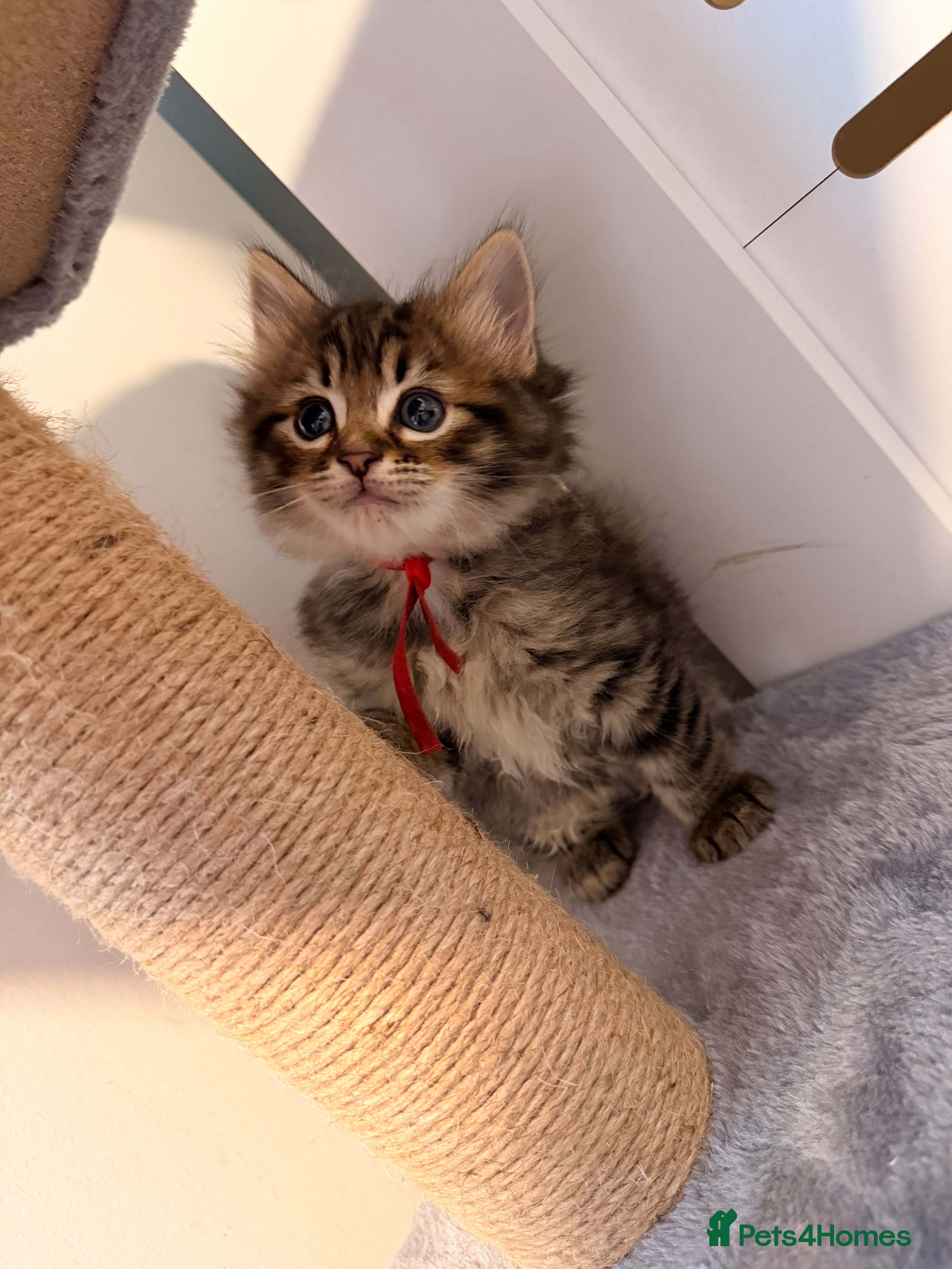 Ragcoon cats 🐾 Seal Point Ragdoll×Silver Maine Coon Kittens 🐾 - Advert 2