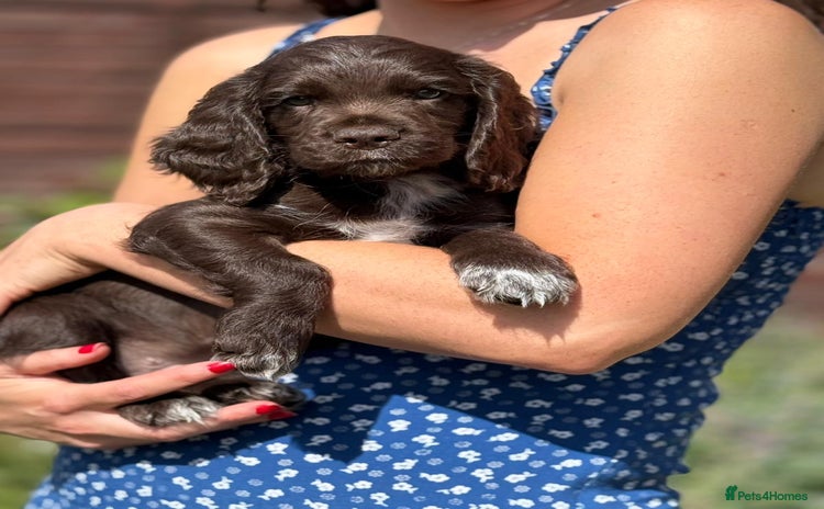Cocker Spaniel dogs - Advert 16