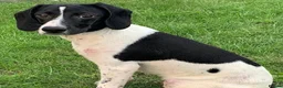 Mixed Breed dogs for adoption: Tiana (Pointer mix) in Coulsdon - Advert 5