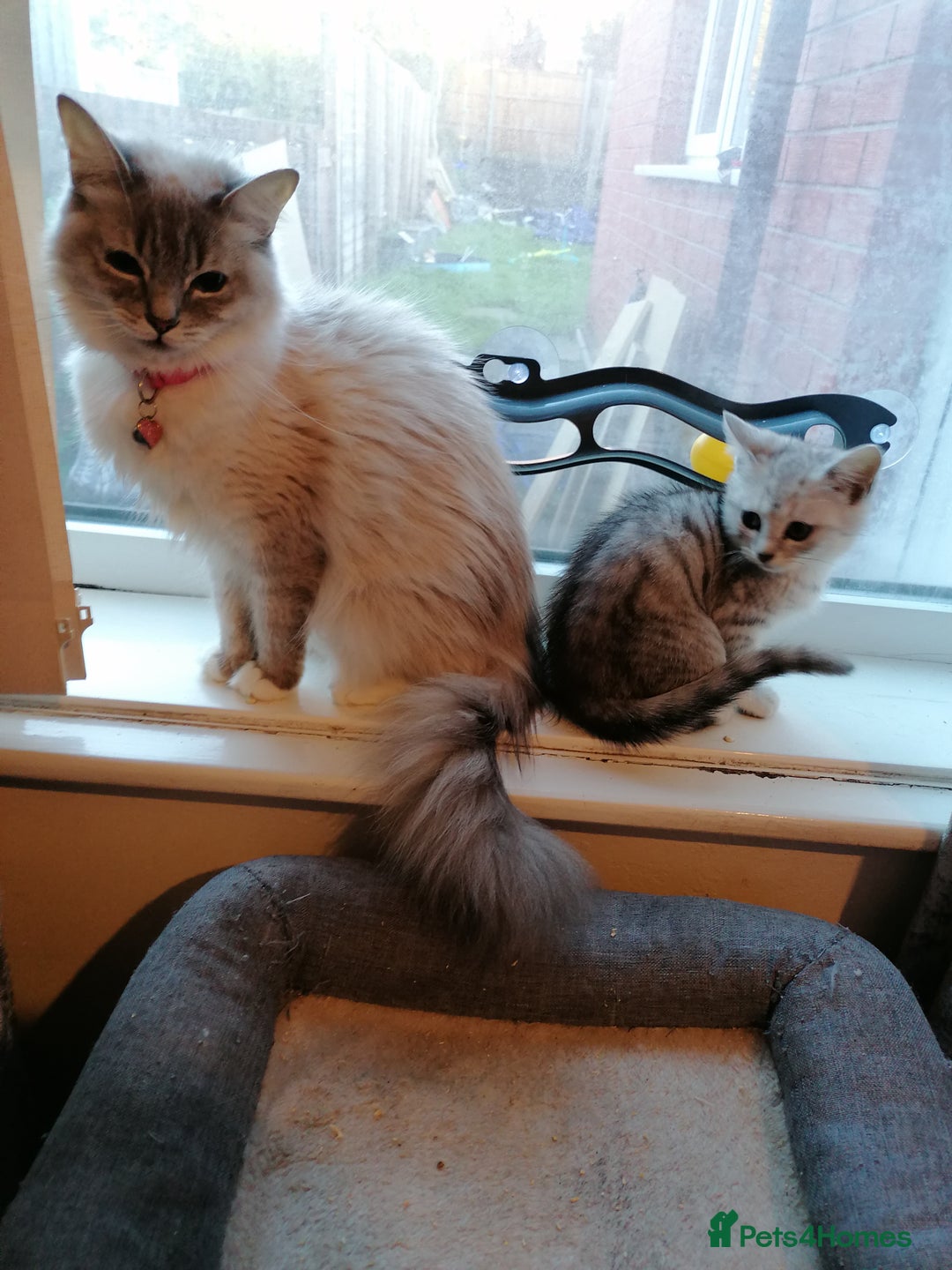 Mixed Breed cats for sale: Ragdoll x persian - Advert 2