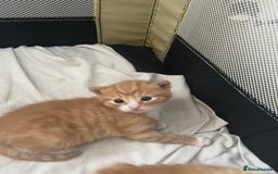 Mixed Breed cats for sale: Beautiful mixed breed kittens  - Image 3