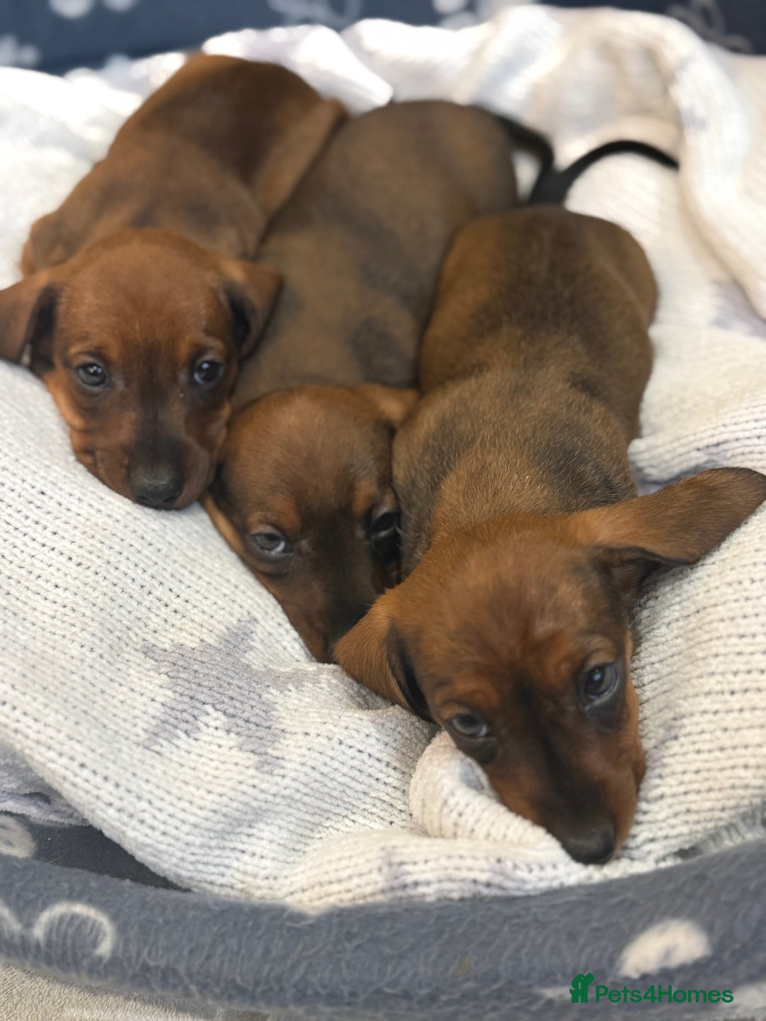 Miniature Dachshund dogs for sale: Miniature Dachshund puppies - Image 14