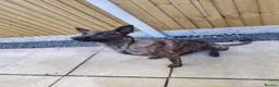 Belgian Shepherd Dog dogs for sale: Belgian malinois x Dutch herder - Advert 3