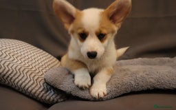Welsh Corgi Pembroke dogs for sale: Stunning 33 Generation KC Pembroke Corgi Pups - Image 15