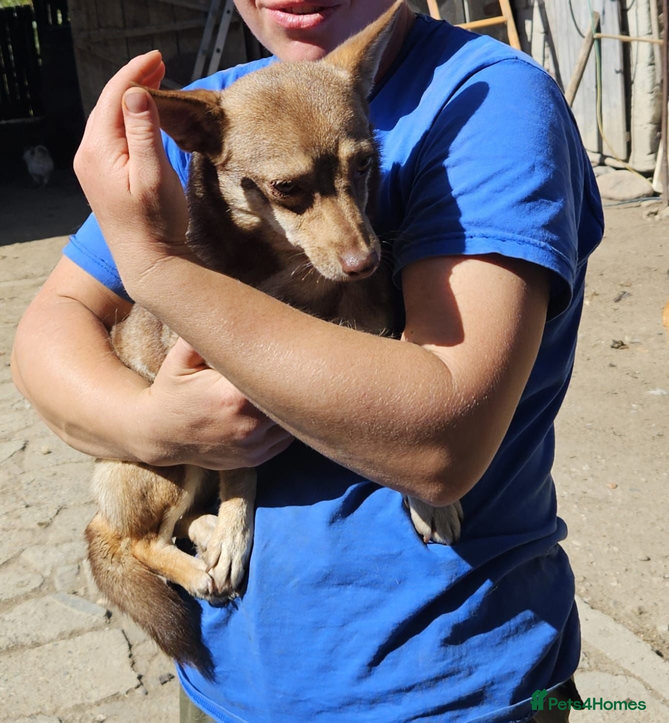 Mixed Breed dogs FOXY - a Lovely, shy girl, for a very Loving Home - Advert 5