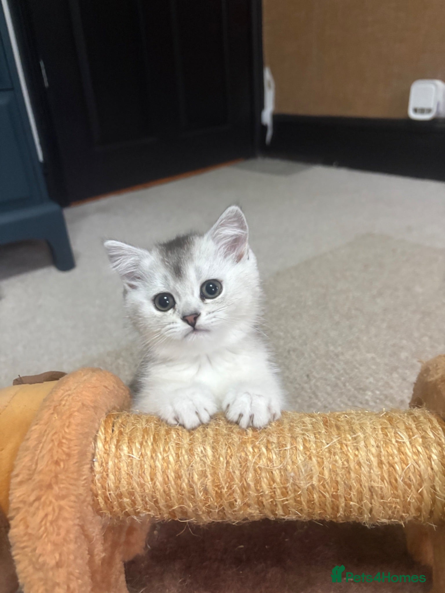 Scottish Fold cats ❤️SCOTTISH FOLD/STRAIGHTS SILVER CHINCHILLA ❤️ - Advert 1