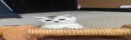 Scottish Fold cats for sale: ❤️SCOTTISH FOLD/STRAIGHTS SILVER CHINCHILLA ❤️ - Advert 1