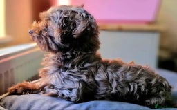 Mixed Breed dogs for sale: Mikipoos  - Image 18