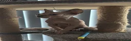 Sphynx cats for sale: Last 2 girls reduced  - Advert 10