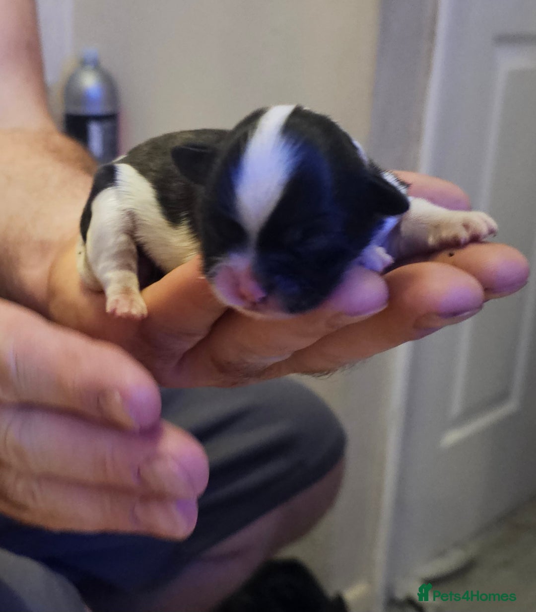 Shih Tzu dogs for sale: Shih tzu puppy for sale  - Image 4
