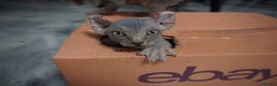 Sphynx cats for sale: Unique Elf, Sphynx & Dwelf Babies - Advert 22