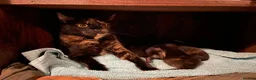 Mixed Breed cats for sale: 2 adorable kittens ❤️ in Great Yarmouth - Advert 18