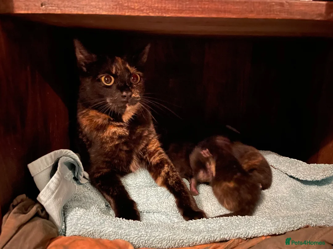 Mixed Breed cats for sale: 2 adorable kittens ❤️ in Great Yarmouth - Advert 18
