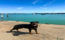 Rottweiler dogs for stud: Champion Rottweiler for Stud - Image 2