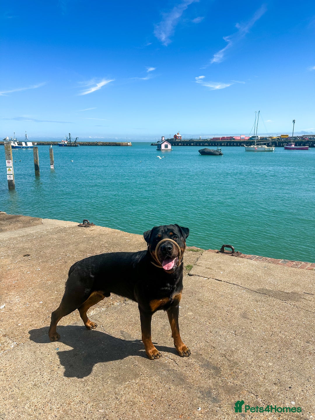 Rottweiler dogs for stud: Champion Rottweiler for Stud - Image 2
