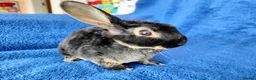 Rex rabbits for sale: Baby mini rex for sale  - Advert 6