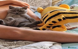 British Shorthair cats for sale: British shorthair - Image 12