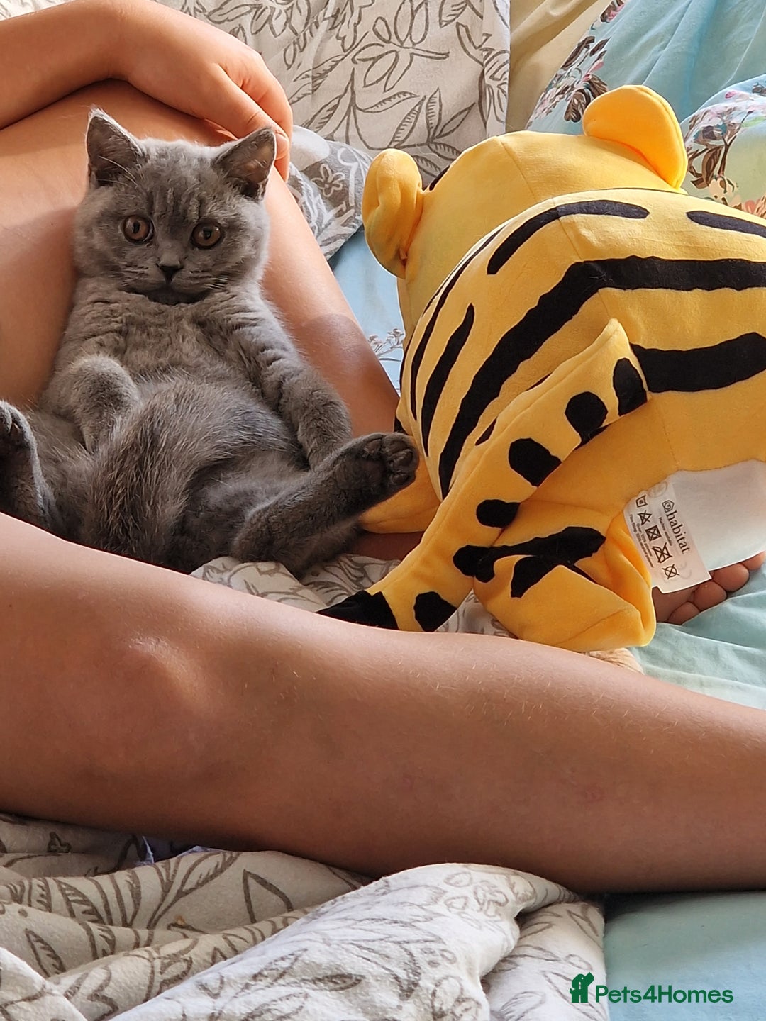 British Shorthair cats for sale: British shorthair - Image 12