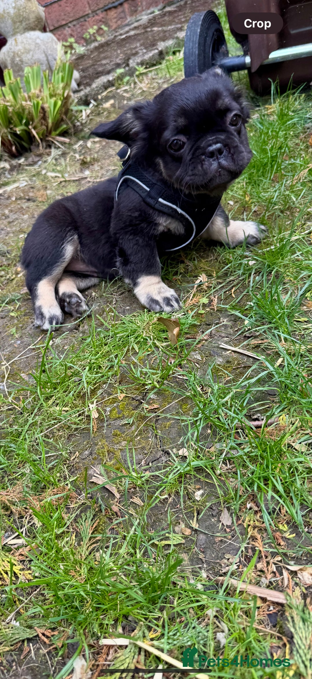 French Bulldog dogs for sale: Fluffy ** frenchies  - Image 5