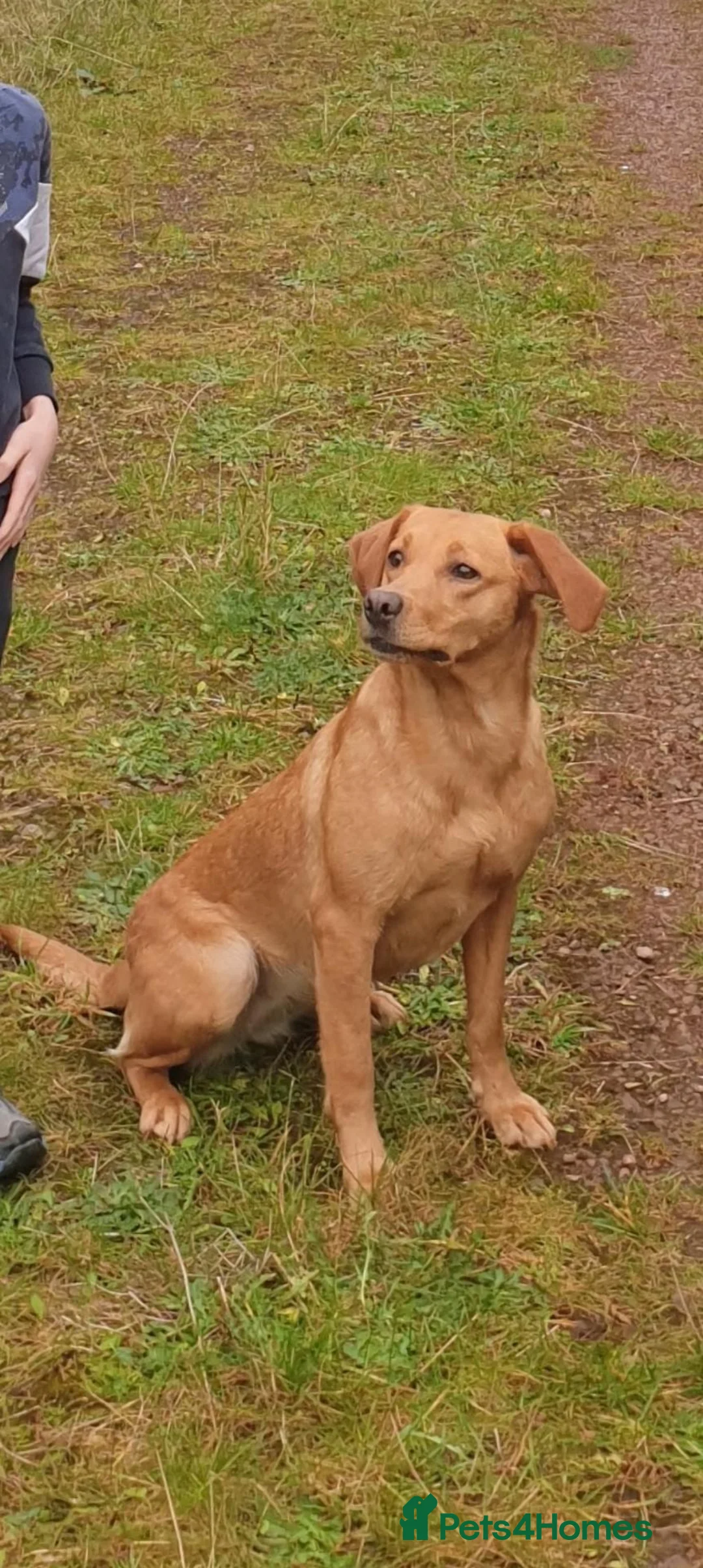Labrador Retriever dogs for sale: Working labrador puppies  in Seascale - Advert 1