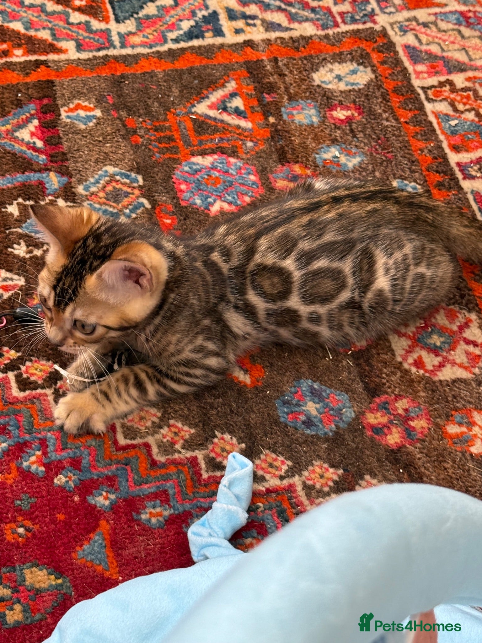 Bengal cats Pedigree TICA 💙 Bengal Kittens 🐆 Health Tested - Advert 6