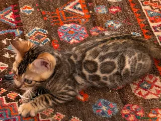 Bengal cats Pedigree TICA 💙 Bengal Kittens 🐆 Health Tested - Advert 6