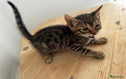 Bengal cats for sale: Mixed Bengal x Tabby - Image 20