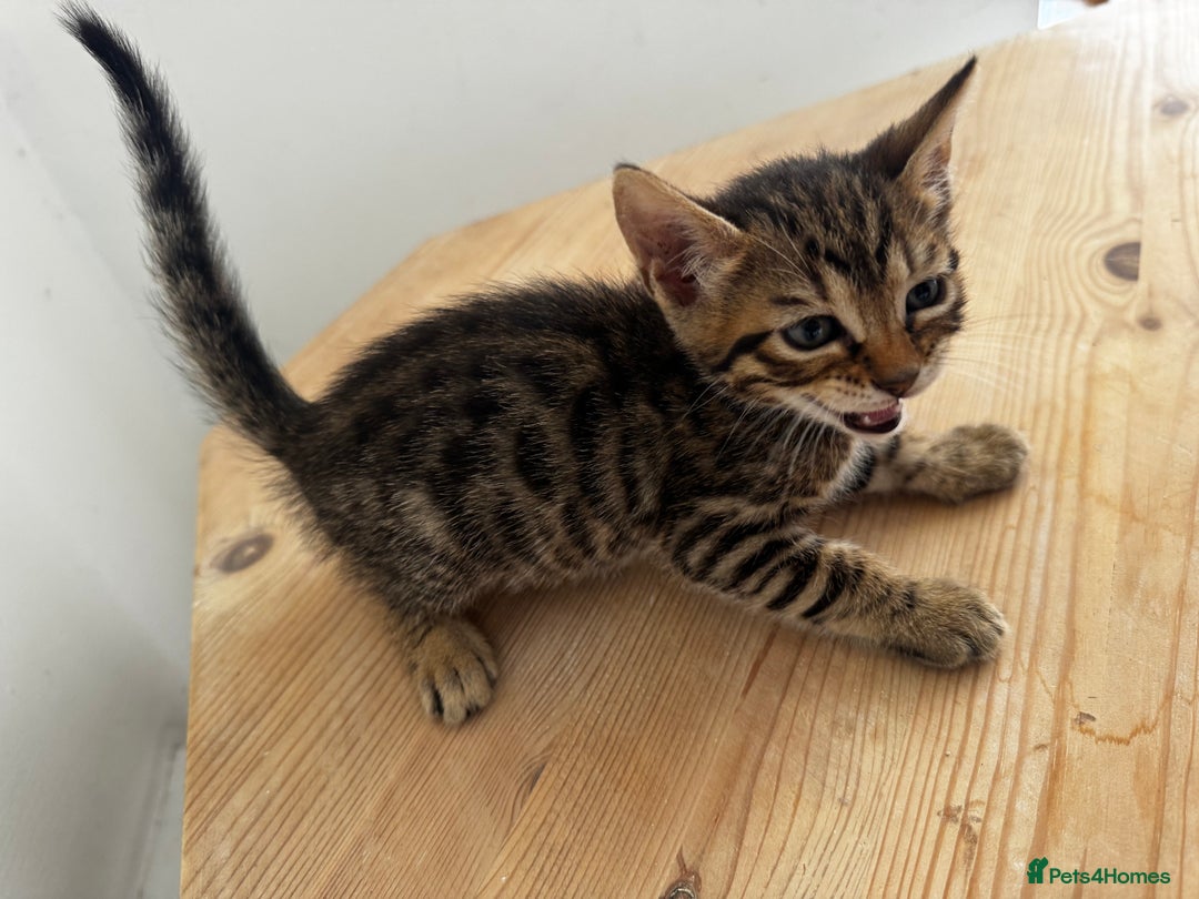 Bengal cats for sale: Mixed Bengal x Tabby - Image 20