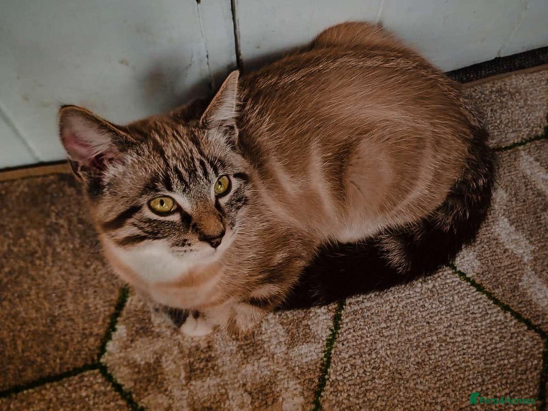 British Shorthair cats for sale: Beautiful british short hair mix kitten - Advert 16